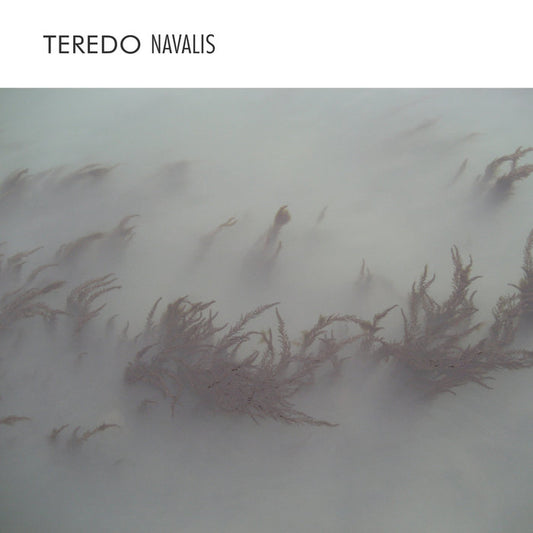 Enrico Coniglio - TEREDO NAVALIS (CD)